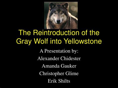 Ppt The Reintroduction Of The Gray Wolf Into Yellowstone Powerpoint