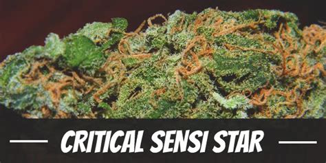 Critical Sensi Star Strain Review