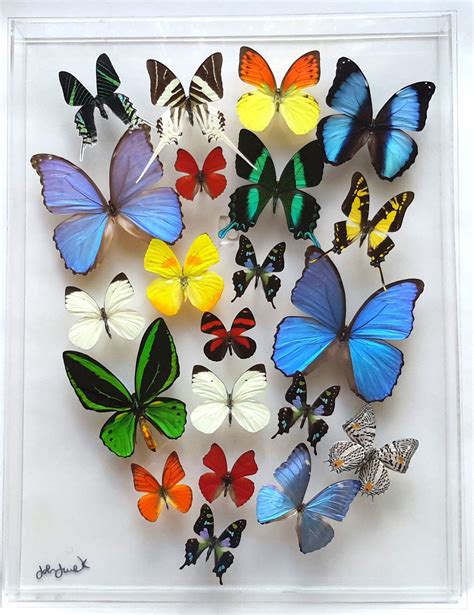 Framed Butterflies Butterfly Displays Mounted Butterflies Etsy In