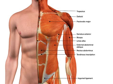 Learn about chest muscles human anatomy with free interactive flashcards. Male Anterior Thoracic Wall Chest Photograph by Hank Grebe