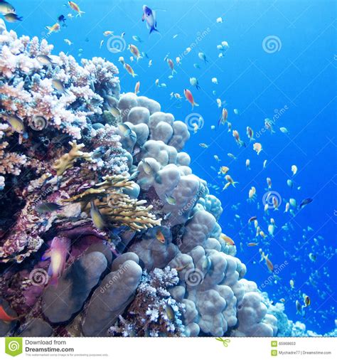 Colorful Coral Reef With Exotic Fishes In Tropical Sea