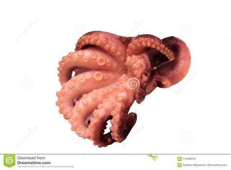 Octopus With Large Tentacles And Suckers Isolated Stock Photo Image