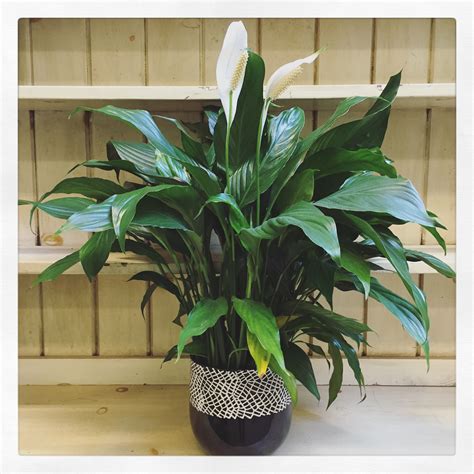 The 9 Best Low Light Plants For Your Home Or Office — Swansons Nursery