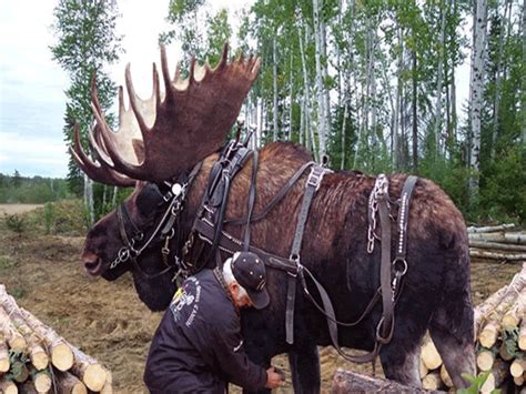 27 Crazy Things That Can Only Happen In Alaska Moose Hunting Horses