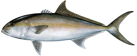 Target Species Greater Amberjack Adventures Of An Expat Angler In