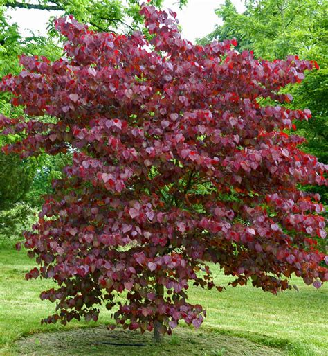 Cercis Canadensis Forest Pansy Purple Leaf Redbud For Sale Pansies
