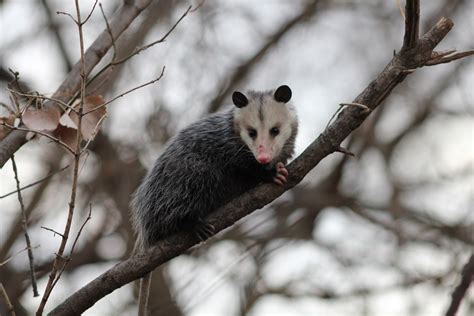10 Awesome Opossum Facts Learn About Americas 1 Marsupial
