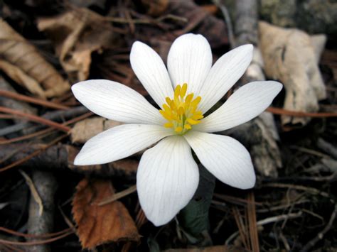 Five Early Spring Flowers Your Great Outdoors