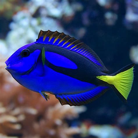 Blue Hippo Tang Small Artistic Oceans