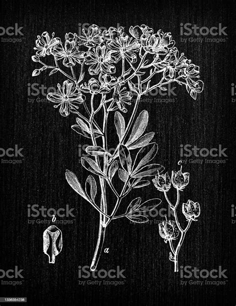 Botanik Pflanzen Antik Gravur Abbildung Ruta Graveolens Stock Vektor