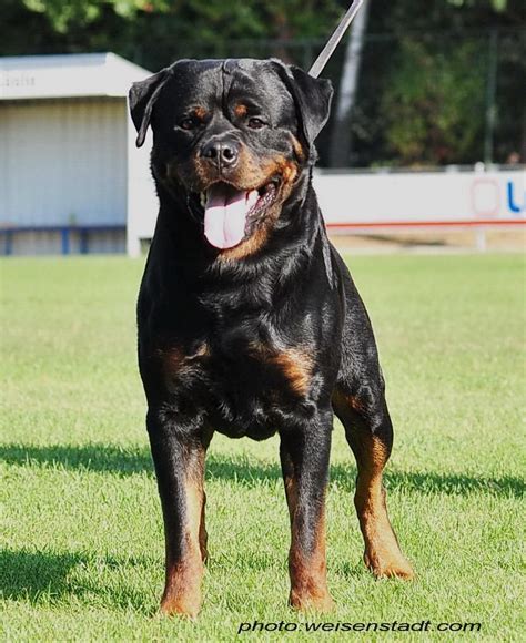 Rottweilers Smart And Strong My Personal Favorite