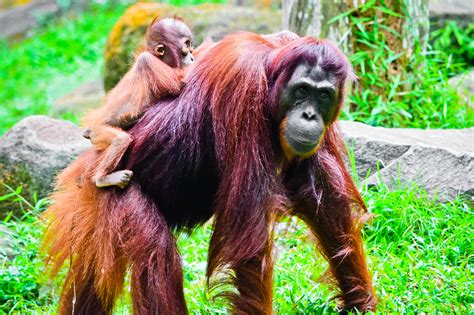 Singapore Zoo Orangutan