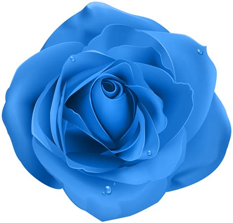 Rose Blue Transparent PNG Clip Art png download - 8000*7669 - Free png image