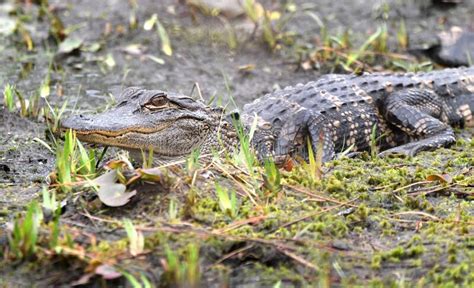 Juvenile American Alligator Along Okefenokee Swamp Island Drive