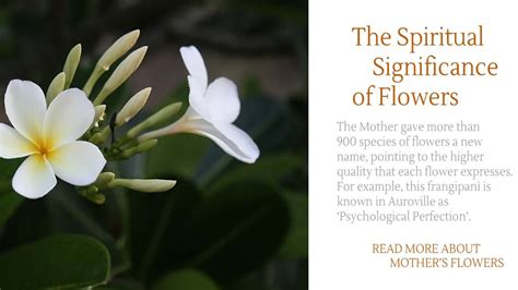 Spiritual Meaning Of Flowers Spiritual Significance Of Flowers By The