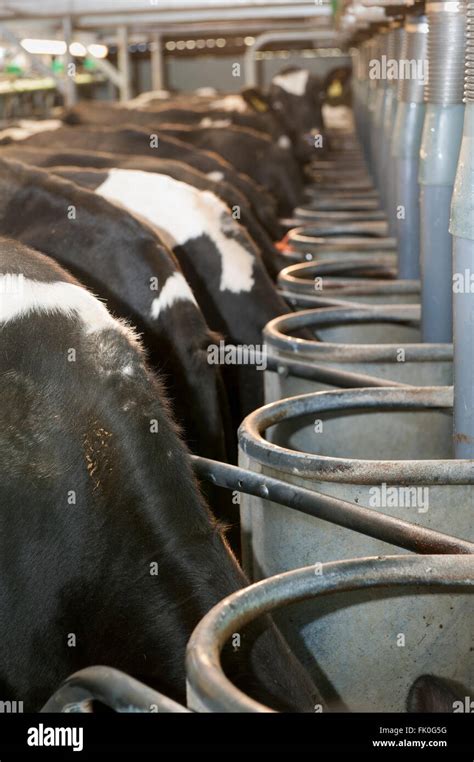 Holstein Cattle In Herringbone Milking Parlour System Eating