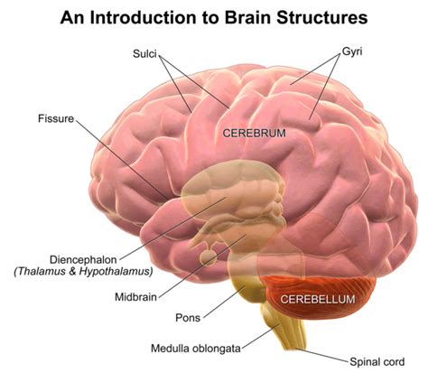 Structure And Function Of The Brain Boundless Psychology
