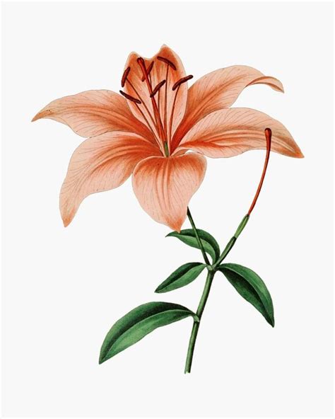 Flower Clipart Download Print Fire Lily Fire Lily Lilies Drawing