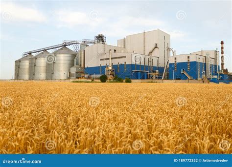 Grain Elevator In Front Of Wheat Field Flour Or Oil Mill Plant Silos