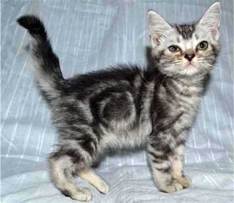 Amirkatz Cattery American Shorthair Kitten For Sale