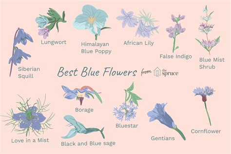 12 Types Of Garden Plants With Blue Flowers