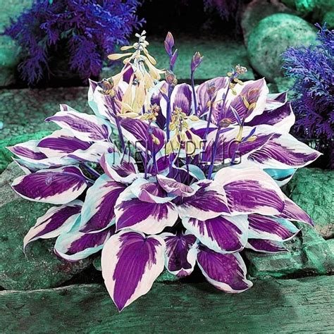 Hosta Bonsai Perennials Lily Flower White Lace Ground