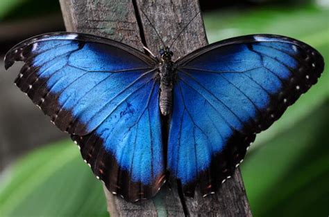 Un Magico Sciame Di Farfalle Posate Su Un Albero è Il Morfo Blu