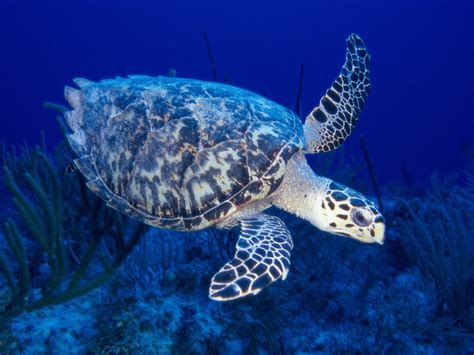 wallpaper coral reef swimming reptile fauna marine biology sea turtle loggerhead