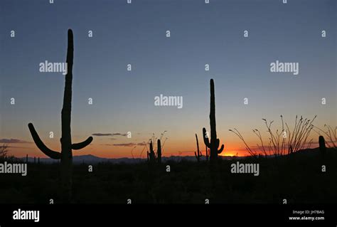 Sunset Cacti Silhouettes Hi Res Stock Photography And Images Alamy