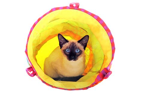 Playing Siamese Cat Colorful Playing Animal White Background Png