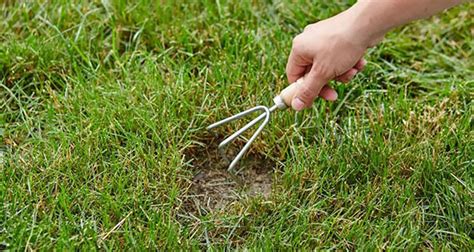 How To Fix Dead Spots In Lawn Lawns Pedia