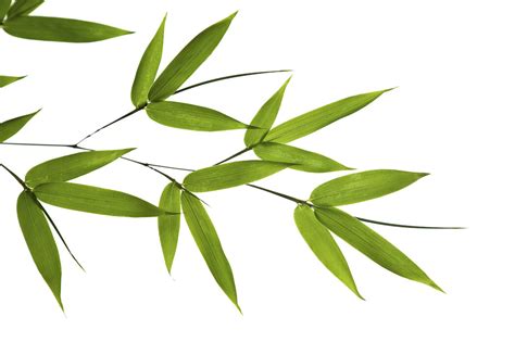 Bamboo Leaves Affiche Populaire Photowall