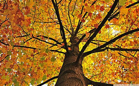 Hd Tree Canopy In Autumn Wallpaper Download Free 66217