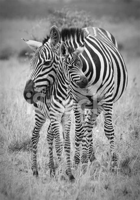 Zebra Mom And Baby Stock Photo Royalty Free Freeimages