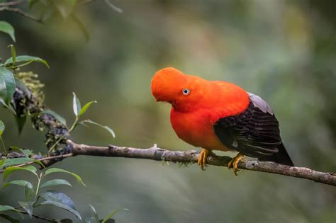 Birding Tours Peru Birds Birding Expeditions Peru