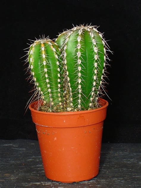Mezcla Perenne Rara Forma Inusual Mini Planta Ornamental De Cactus De