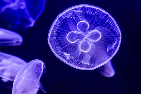 Moon Jellyfish Live Pet Jellyfish