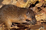 The rakali, a native water rat, found feasting on cane toads in the ...