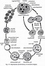 Entamoeba: Etymology, Reproduction and Life Cycle