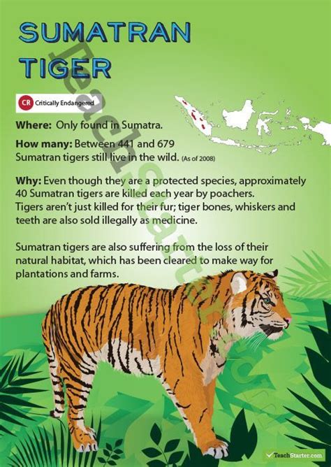 Sumatran Tiger Endangered Animal Poster Endangered Animals