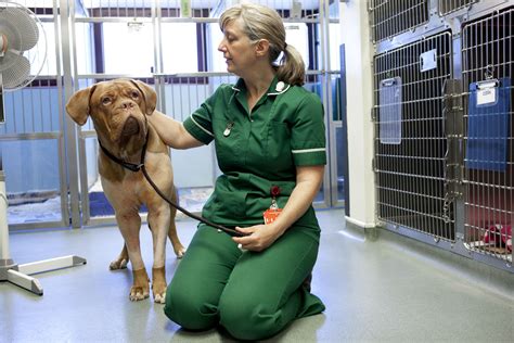 Our large team at the Queen Mother Hospital for Animals offer a