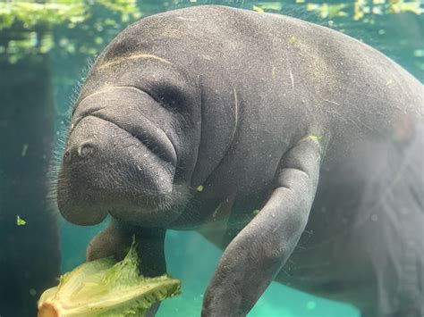 Manatee is the large aquatic mammal. Oh the hu-manatee! @columbus zoo : Columbus