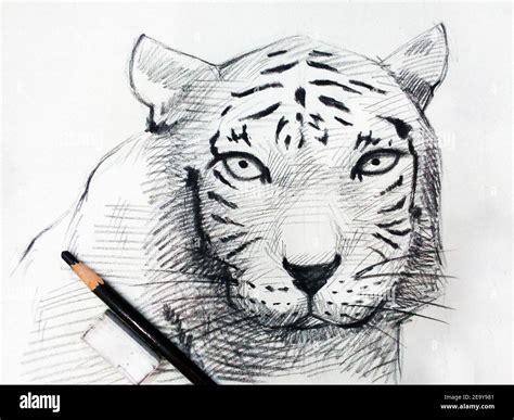 Aggregate More Than Realistic Pencil Tiger Drawing Latest