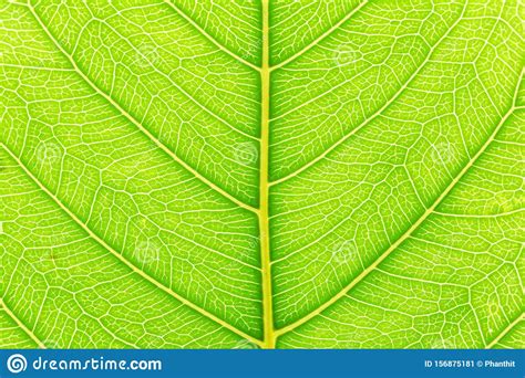 Green Leaf Pattern Texture Background With Light Behind