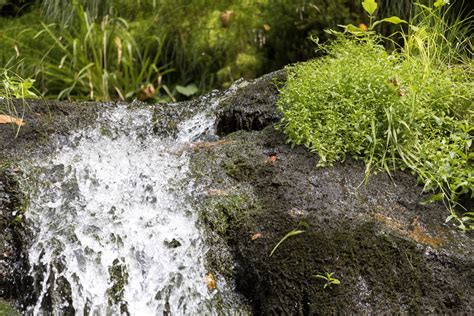 Free Images Nature Grass Plant Lawn Leaf Flower Moss Stream