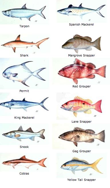 Keys Fish Chart Fishing Tips With Fishbox Pinterest Fish Florida