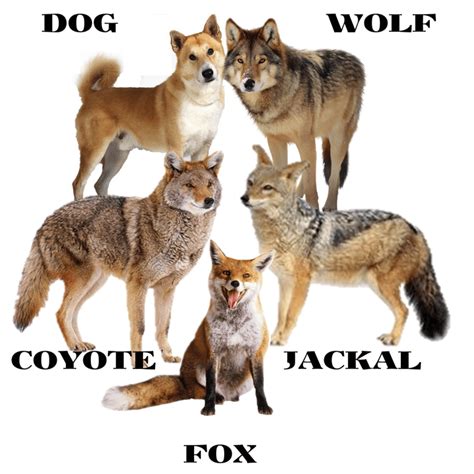 Are Wolves And Dogs The Same