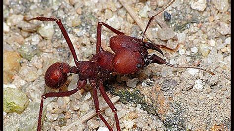 Características, nome cientifico, fotos e tamanho. Formigas