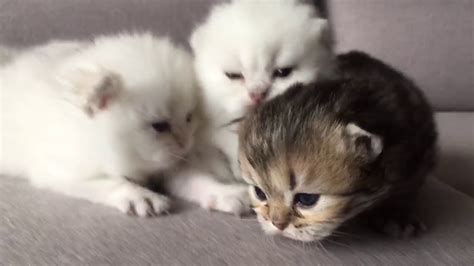 British Shorthair Kittens 3 Weeks Old Youtube