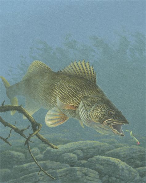 Salt River Saugeye Kentucky Fish And Wildlife Foundation